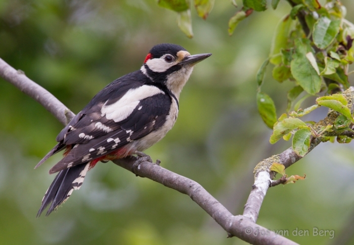 Grote Bonte Specht/Buntspecht/Great Spotted Woodpecker