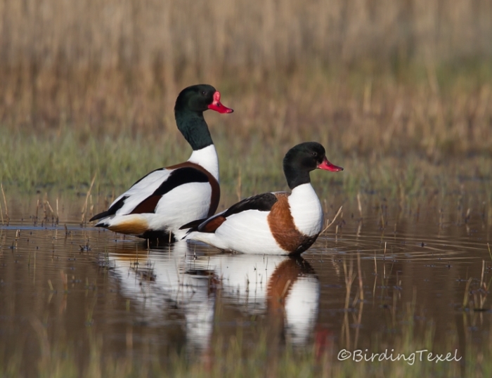 Bergeenden/Brandgänse/Common Shelducks