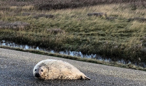 De pup op de dijk, op de achtergrond is de moeder te zien