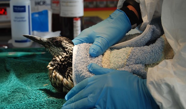 Met olie besmeurde zeekoet tijdens intake