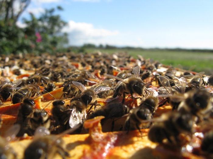 bijen op de kast