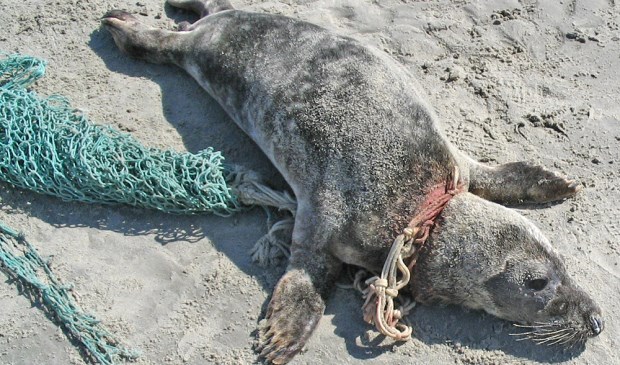 Zeehond verstrikt in zwerfvuil. Het dier is opgevangen en na herstel uitgezet door Ecomare