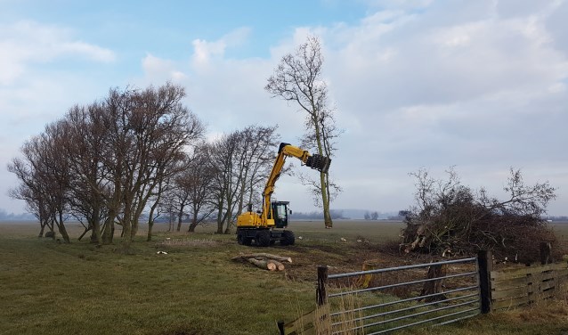 Een karakteristiek bosje langs de Kadijksweg maakt plaats voor huizen.