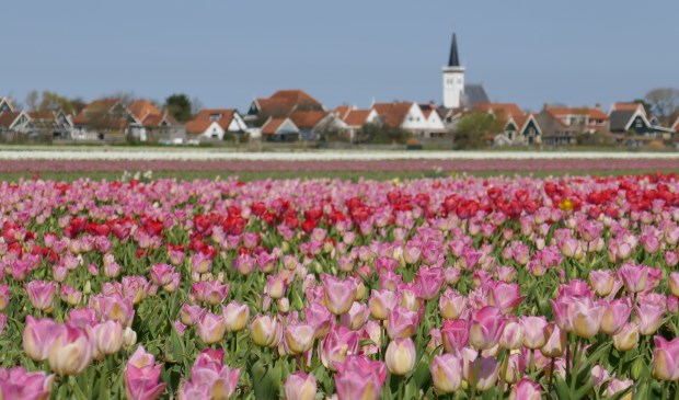 De bollenvelden bij Den Hoorn.