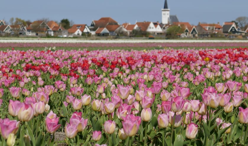 De bollenvelden bij Den Hoorn.