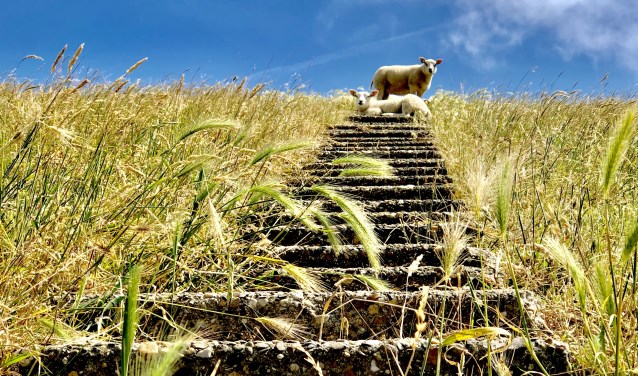 Hoog en droog op de dijk.