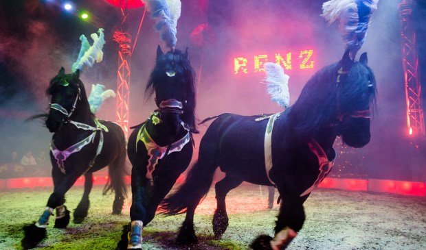 De Friese paarden in de piste.