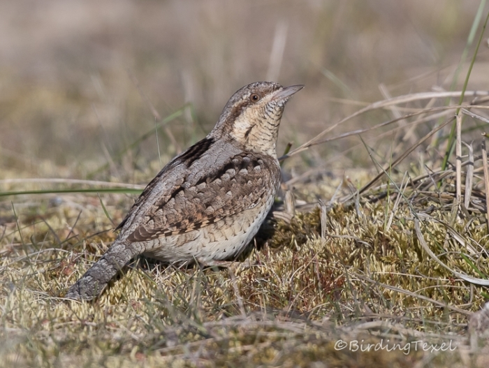 Draaihals / Wendehals / Wryneck