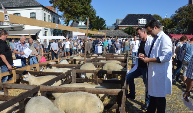 Inspecteurs van het Texels Schapenstamboek in Noord-Holland keuren de dieren.