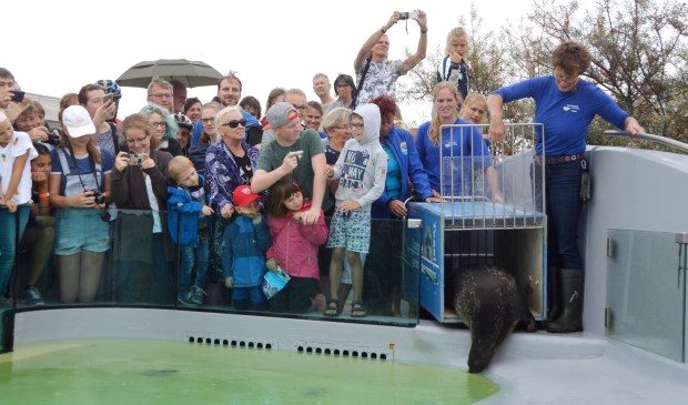 Onder grote belangstelling duikt ringelrob Bob in het water van het bassin in Ecomare.