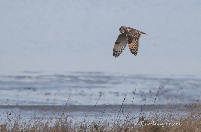 Velduil/Sumpfohreule/Short-eared Owl