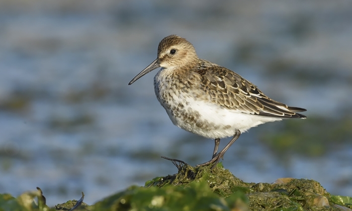 Bonte Strandloper/ Alpenstrandläufer/Dunlin