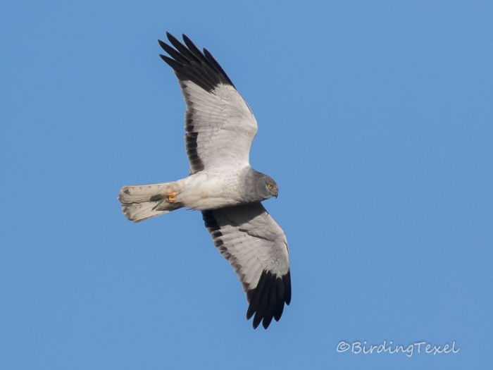 Blauwe Kiekendief/Kornweihe/Hen Harrier