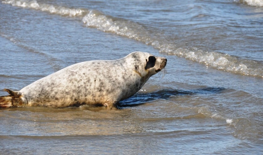 Een willekeurige zeehond.