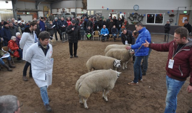 Keurmeesters Marjo van Bergen en Johan Knaap keuren in 2018 de schapen.
