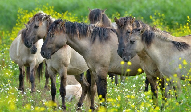 Foto van José Stiller, beschikbaar gesteld door Staatsbosbeheer.