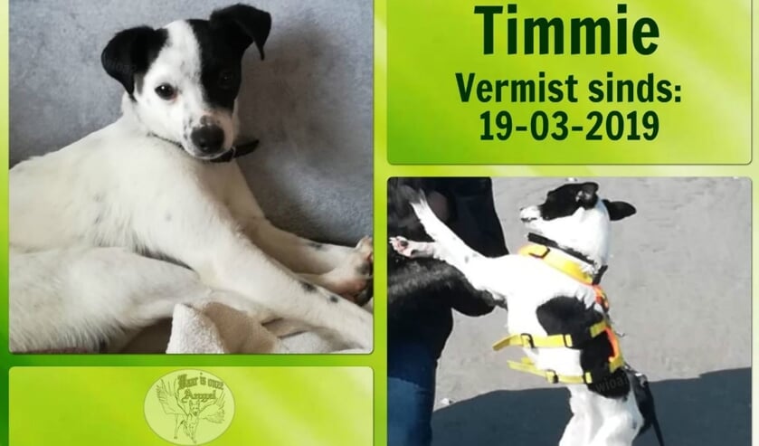De hond Timmie.