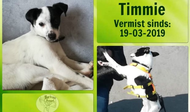 De vermiste hond Timmie.