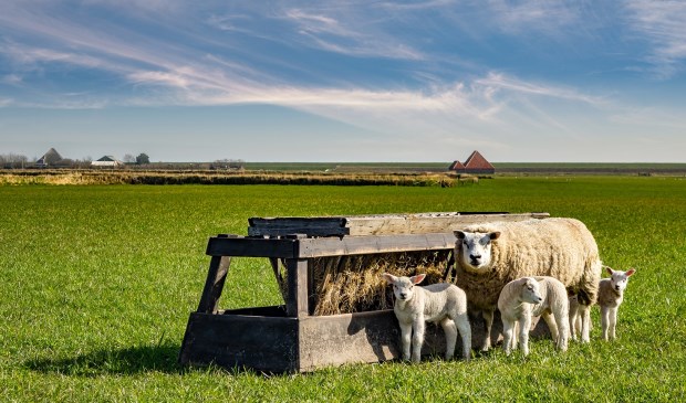 Lammetjes als onderdeel van een Texels landschap