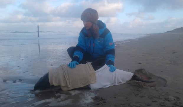 Natte doeken voor de bruinvis in nood bij paal 9.