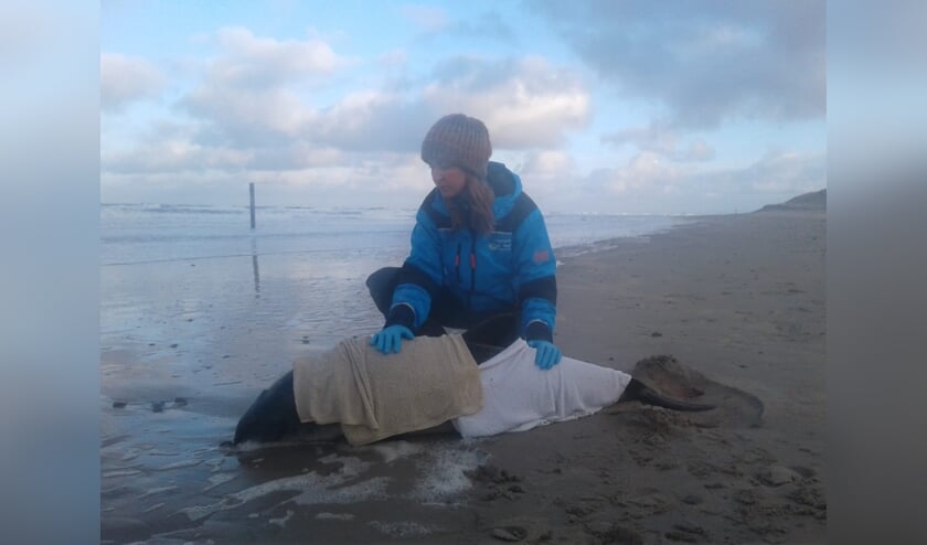 Natte doeken voor de bruinvis in nood bij paal 9.