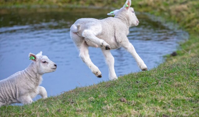 Willekeurige lammetjes bij een kolk