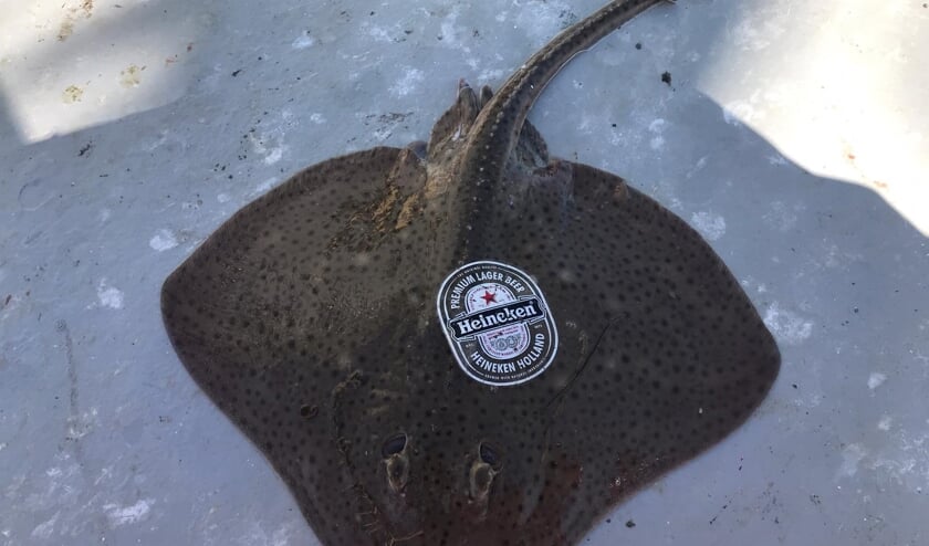 De rog die bij de TX19 uit de netten tevoorschijn kwam.