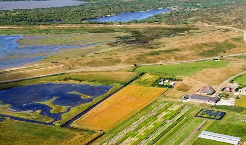 De zilte landbouw bij De Petten.