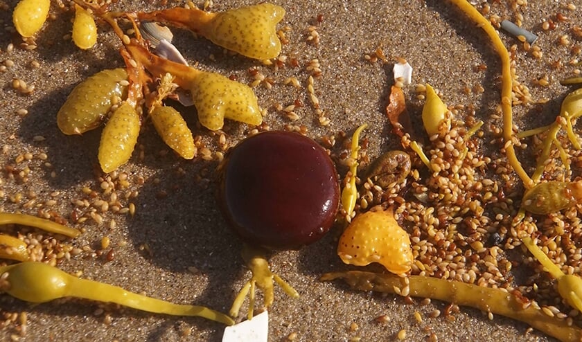 Tropisch zeehart