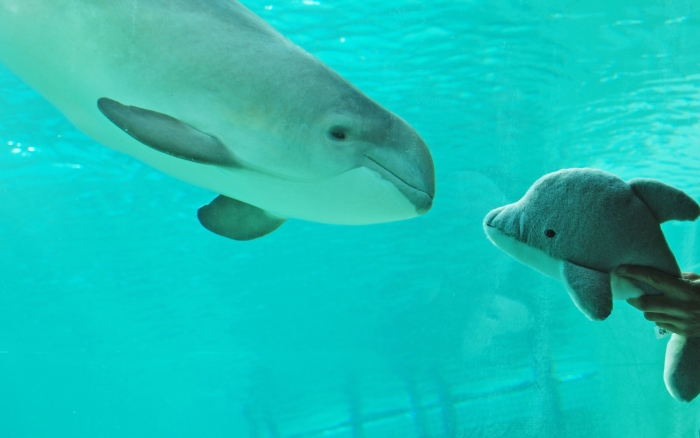 Bruinvis kijkt door onderwaterraam naar dolfijnenknuffel