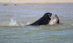 De Lezersfoto - Spelende zeehonden