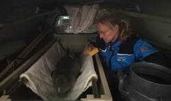 SOS Dolfijn vangt een op Texel gestrande bruinvis op