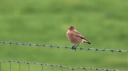 Teams strijden voor tapuiten tijdens Waddenvogelfestival
