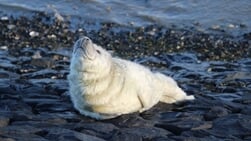 De lezersfoto - Neus in de wind