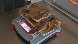 Schildpadden dood na technisch mankement