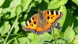 De Lieuw zoekt vrijwilligers voor monitoren vlinders