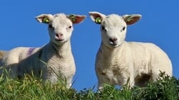 Eilandgedicht: LAMMERIJ