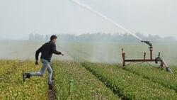 Beregenen tulpen noodmaatregel tegen droogte