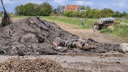 Lezersfoto - Beestenboel