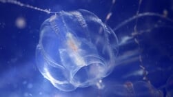 Zeedruiven laten stranden glinsteren: “Heel kleine kwalletjes”