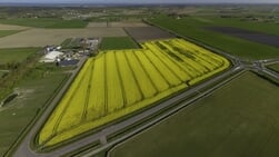 Koolzaadveld Akenbuurt trekt belangstelling