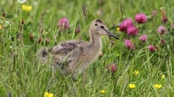 Hoge waterstand houdt Waalenburg groen: ‘robuust natuurgebied’