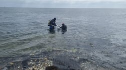 Zeepaardjes Ecomare teruggebracht