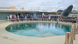 Nieuw zeehondenbassin Ecomare geopend