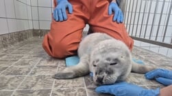 Prematuur geboren pup in opvang Ecomare
