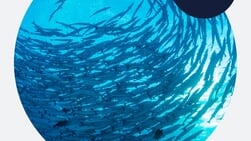 Aandacht voor zeeonderzoek op World Ocean Day bij Ecomare