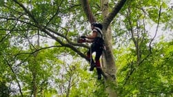 Snoeien, groeien, bloeien: hoe Texel zorgt voor zijn bomen