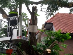 Boomkap Esperanto-monument begonnen, politie grijpt in bij protest
