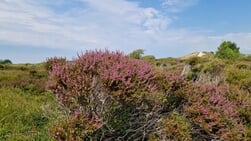 De Lezersfoto - Heide komt al in bloei