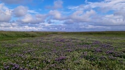 Lezersfoto - Lamsoor in De Slufter